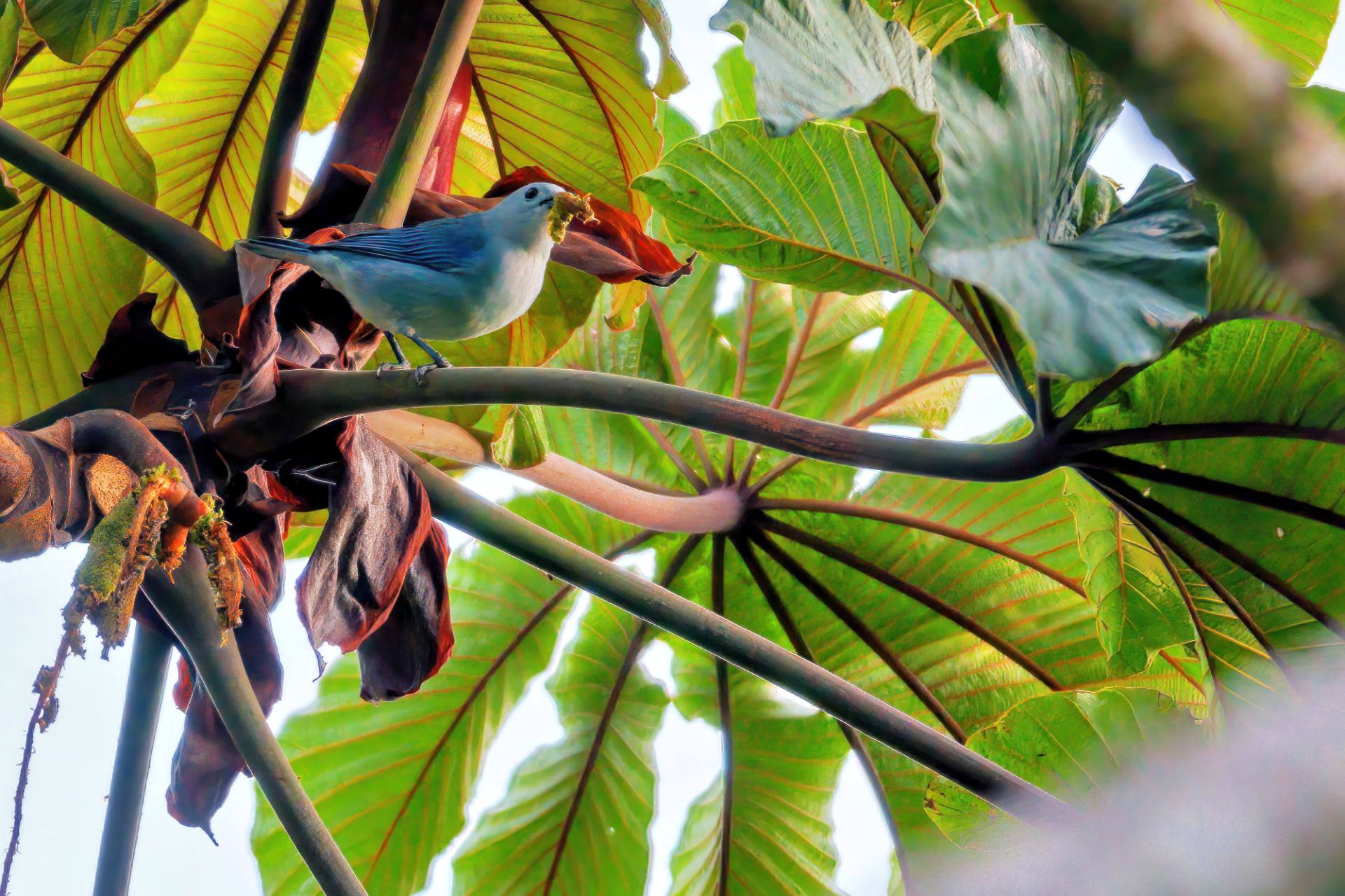 Bischofstangare (Thraupis episcopus), auch Blautangare oder Blaugraue Tangare genannt